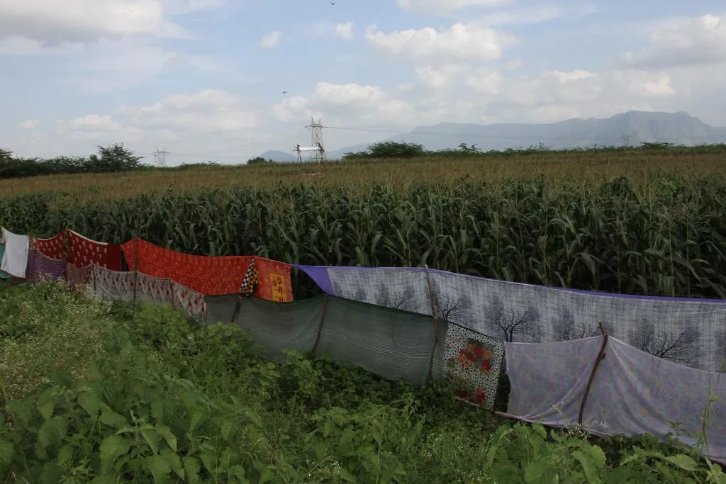 Color fences in sarees to protect crops from wild boars!